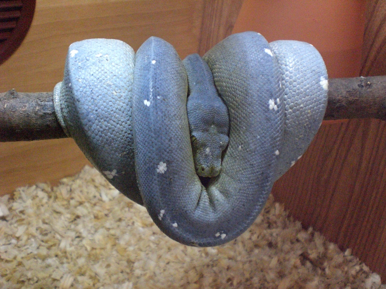 Cyclop :: AdySnakes